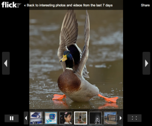 Flickr slideshow using EmbedWidget